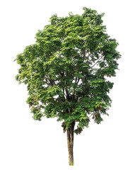 Green tree isolated on transparent background with clipping path and alpha channel.
