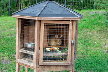 A rabbit is inside a wooden hut with a metal roof