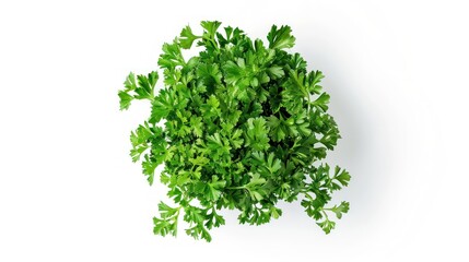 Naklejka premium Fresh Parsley Bouquet