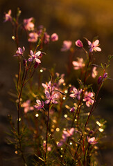 Zachód słońca na łące, różowe kwiaty Wierzbówki. © mycatherina