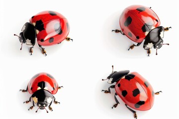 Fototapeta premium Beautiful ladybugs in bold red and black colors. Each bug has unique patterns and shapes. Perfect for nature lovers and insect enthusiasts. Generative AI