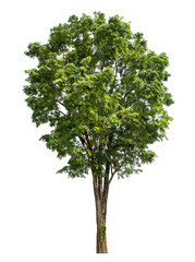 Green tree isolated on transparent background with clipping path and alpha channel.