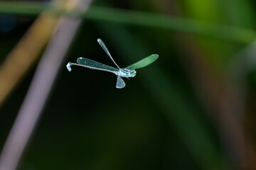 Blue Tailed Damselfly, Ischnura Elegans, flying above the pond