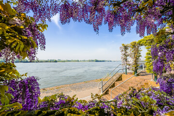 View of nature and the promenade in Rees. City on the Rhine with the surrounding landscape.
