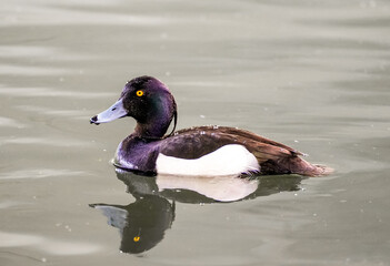 Portrait of a tufted duck on the water. Bird close-up in natural habitat. Aythya fuligula.
