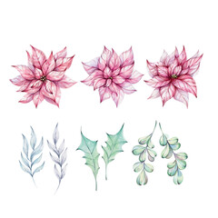 Christmas set - watercolor Red poinsettia flowers with holly leaves. illustration hand drawn for design, printing, greeting cards