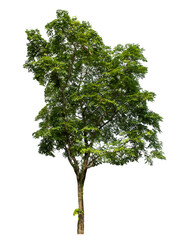 Fototapeta premium Green tree isolated on transparent background with clipping path and alpha channel.