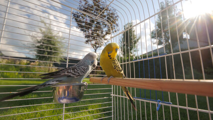 Two budgerigars gently kiss inside a cage placed on a backyard lawn, illuminated by the setting sun.