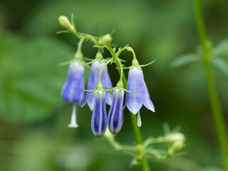 美しい青紫のツリガネニンジンの花が初秋に咲く