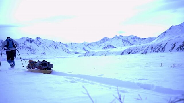 Adventitious Male Tourist Pulling Sled On Snowy Landscape In Tranquil Denali National Park