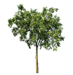 Green tree isolated on transparent background with clipping path and alpha channel.