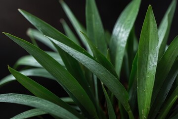 Obraz premium Pandan leaves