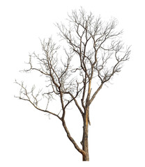 Dead treeisolated on transparent background with clipping path and alpha channel.