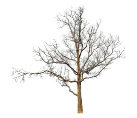 Dead treeisolated on transparent background with clipping path and alpha channel.