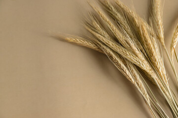 Close up of rye ears on a beige background