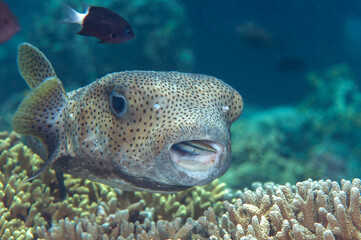 Closeup of a Porcupine Pufferfish with bluestreak cleaner wrasse at cleaning station of Bali