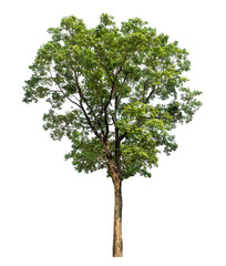 Green tree isolated on transparent background with clipping path and alpha channel.