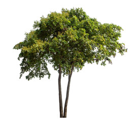 Green tree isolated on transparent background with clipping path and alpha channel.