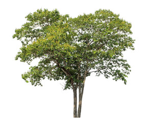 Green tree isolated on transparent background with clipping path and alpha channel.