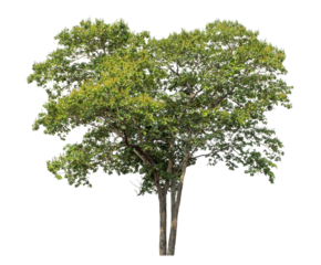 Green tree isolated on transparent background with clipping path and alpha channel.