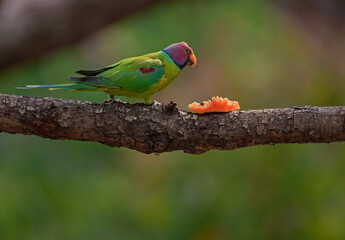Plum headed parakeet bird having fruit while perched on a branch.