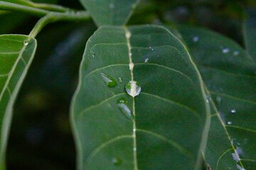 Dew on leaf. Drops of water on a green leaf of a plant. Drops of water after rain on the surface of plant leaves.