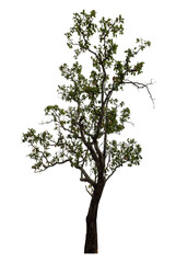 Obraz premium Tree isolated on transparent background with clipping path and alpha channel.