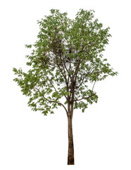 Obraz premium Green tree isolated on transparent background with clipping path and alpha channel.