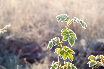Frost-covered wild rose leaves basking in the morning sunlight, showcasing a chilly autumn scene.