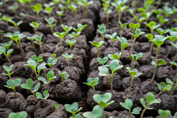 a collection of chili plant seeds to be planted