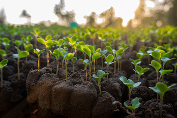 a collection of chili plant seeds to be planted
