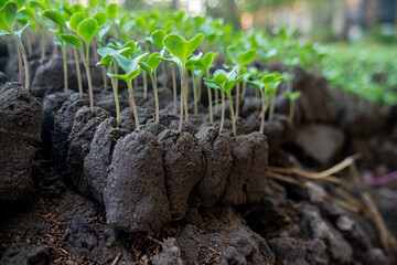 a collection of chili plant seeds to be planted