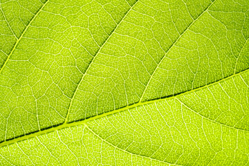 Macro shot of a leaf. Foliage nature background.