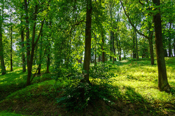 Park with lush green trees during the daytime in summer.