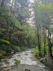 river in the forest