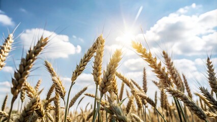 Obraz premium golden wheat field and sunny day 