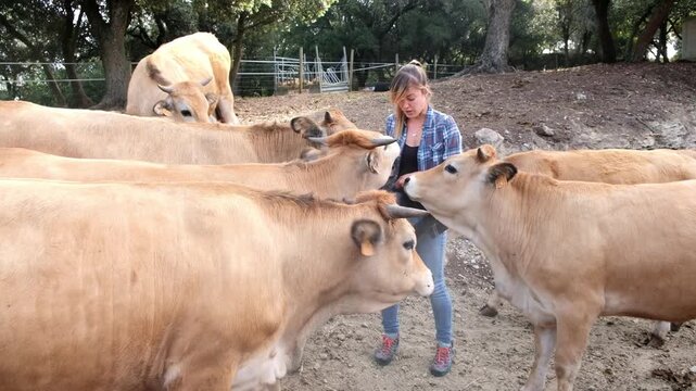 A young girl interacts with and feeds playful cattle, showcasing a delightful experience in a vibrant farm setting.