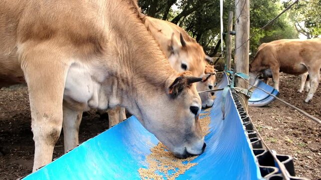 A line of cows gathers at a feeding trough, enjoying nutritious organic feed at a tranquil farm setting.