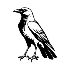 black and white animal vector types of animals about animals