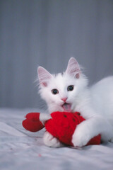 white fluffy cat