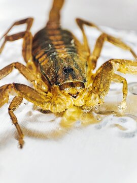 alacr&aacute;n del balsas Centruroides limpidus