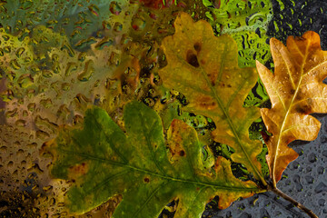 abstract background fall, glass drops autumn yellow leaves wet october weather