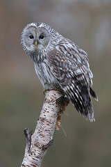 An Ural Owl perched on top of a tree trunk
