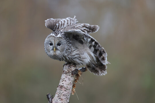 An Ural Owl just landed on a tree trunk
