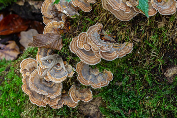 Trametes versicolor, also known as Polyporus versicolor, is a common polypore mushroom found...