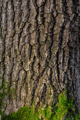old wood tree bark texture with green moss