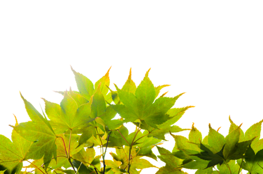 Maple leaf isolate on transparent background.