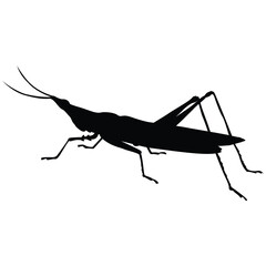 Insects, Ant, Cockroach, mosquito, Icon, Icon set, Insects Icon Set, Insects Icon Set