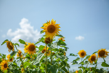 Sunflowers against blue sky with white fluffy clouds