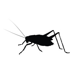 Insects, Ant, Cockroach, mosquito, Icon, Icon set, Insects Icon Set, Insects Icon Set